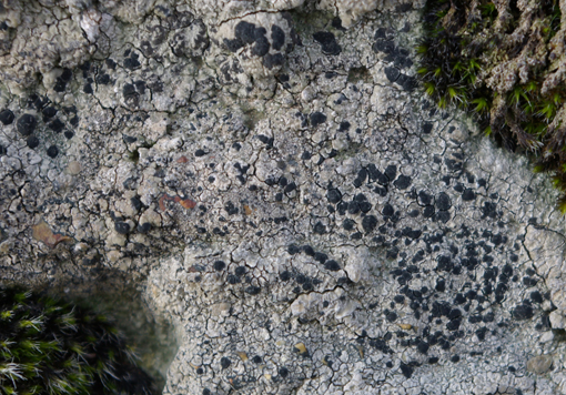 aiuto clasificazione 1